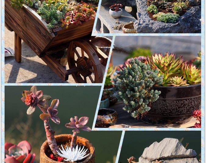 Hình dạng và bảo trì bonsai sedum