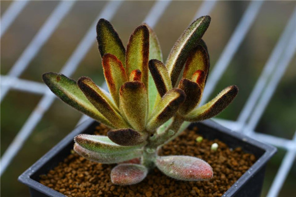 Caramel kalanchoe tomentosa ‘caramel