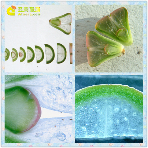 Chu kỳ tăng trưởng hàng năm của hoa listtone (được dịch bởi Cole là 2)