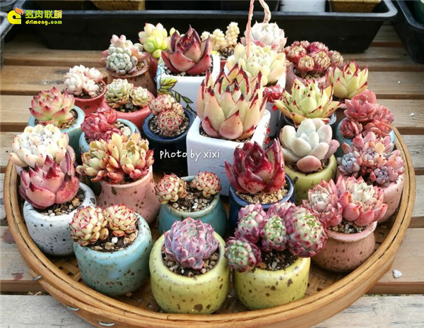 Thịt đẹp trên lòng bàn tay