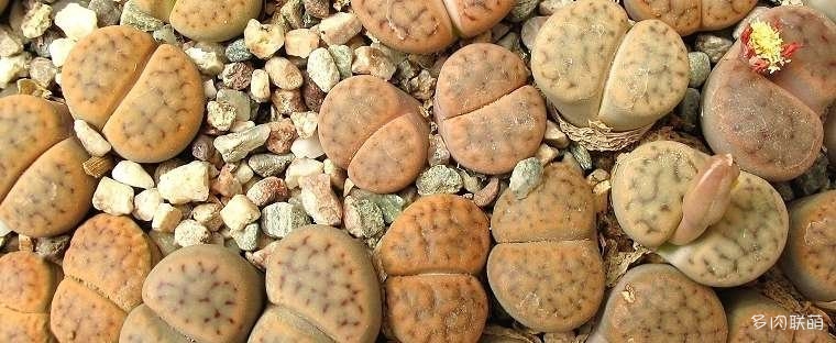 Bí ẩn về một số giống hoa lilistone (Cole được dịch là 7)