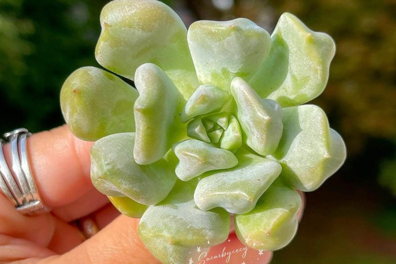 Có lẽ là một siêu danh hiệu có một số kết nối với Bai Mudan