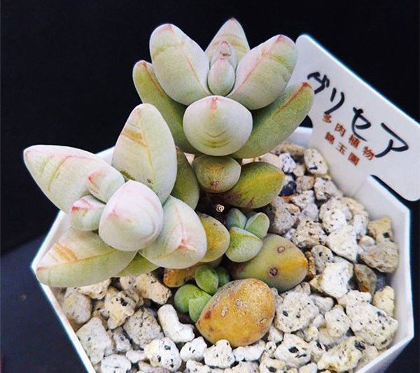 Hai dạng ngôi sao chim trắng