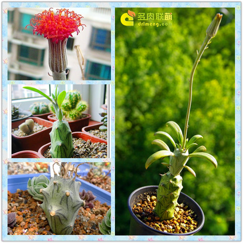 Piccily Chrysanthemum, Sonious Chrysanthemum