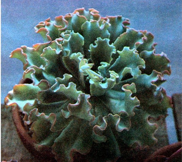Echeveria khóa xoăn