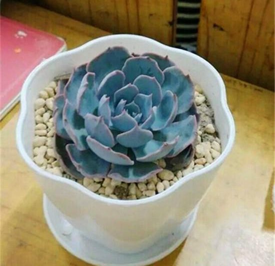 Kinh nghiệm bán các loài mọng nước trên một gian hàng là gì