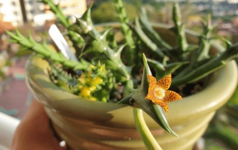 Hoa có bản in da báo của da báo tinh tế