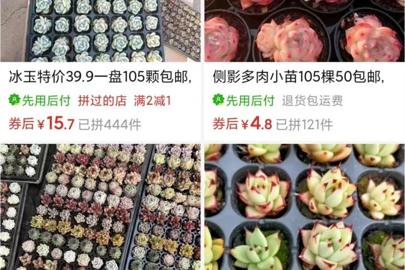 Làm thế nào giá rẻ là mọng nước (cây giống lỗ chân lông) bây giờ