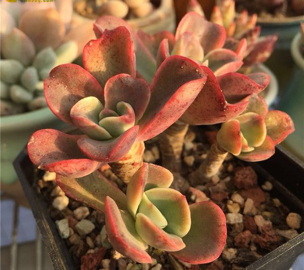 Echeveria ‘Silkyu