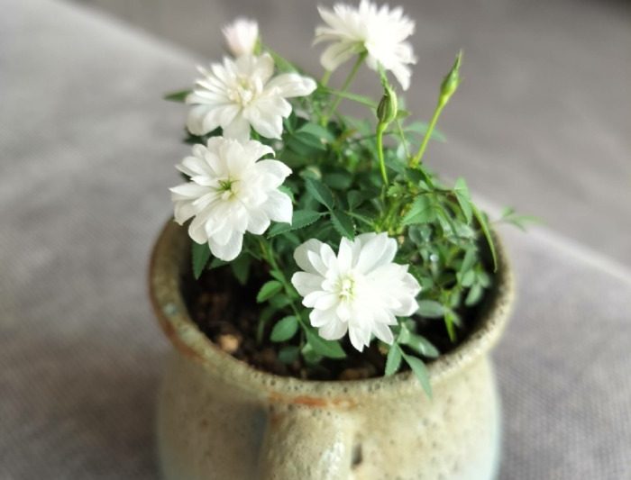 Hoa tháng 6, thịt mùa hè