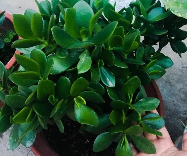 Cuộc sống thật đẹp, rất mọng nước