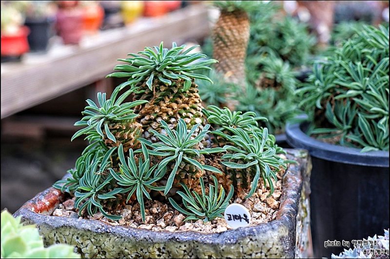 Kirin là mọng nước (Phần 1), bạn có thể dành mùa hè một cách yên bình