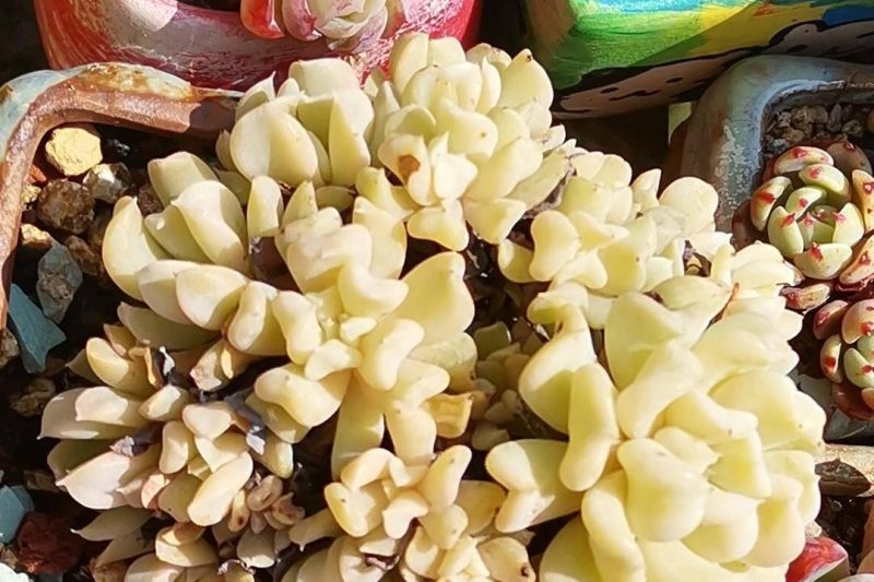 Amley đa dạng, đến và trồng cỏ