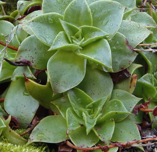 Fairy Cup Storonifela