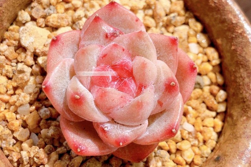 Kim cương hồng hồng và trong suốt