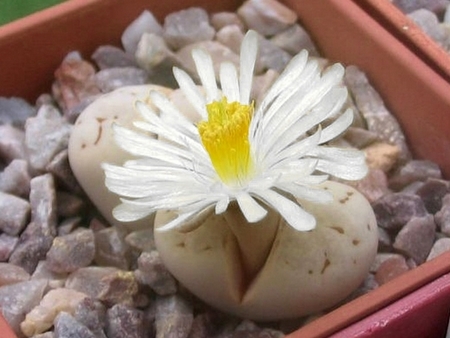 Hoa giống như con bướm giống như cái mông nhất, nhưng rất khó để trồng