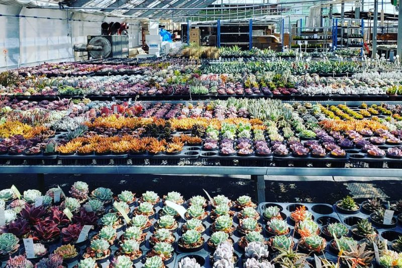 Đọc thịt vào ngày quốc khánh, đó là một vấn đề lớn