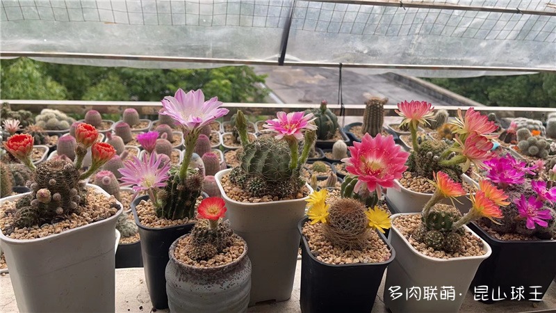 “Vua bóng Kunshan”, người ca ngợi nhóm Lianmeng