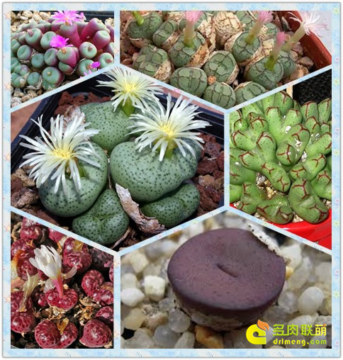 Chia sẻ kinh nghiệm chăn nuôi hình nón thịt