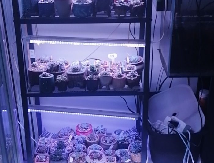 Ánh sáng vẻ đẹp của bạn (ánh sáng ánh sáng)