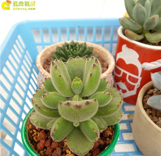 Một số kinh nghiệm bảo trì của những người hâm mộ mọng nước