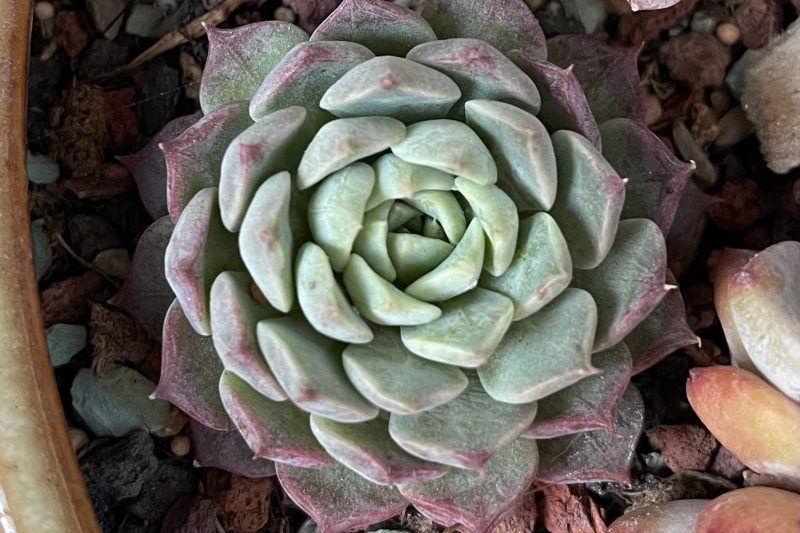 Heimers hai mặt Rose