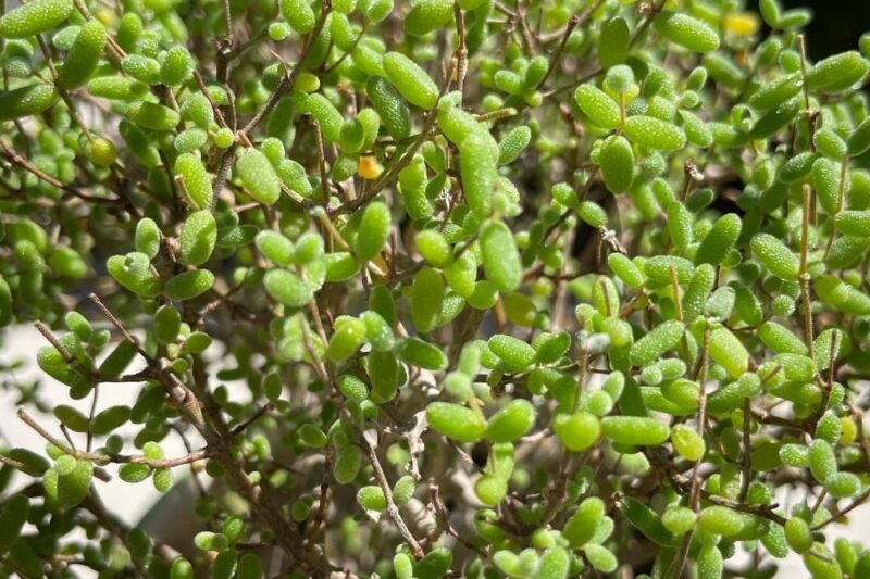 Người bạn mọng nước của tôi