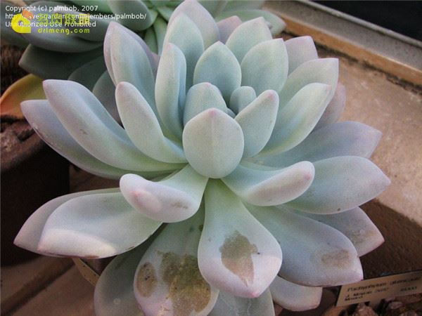 Chị ngớ ngẩn của Oplina Xgraptoveria ‘Blush’