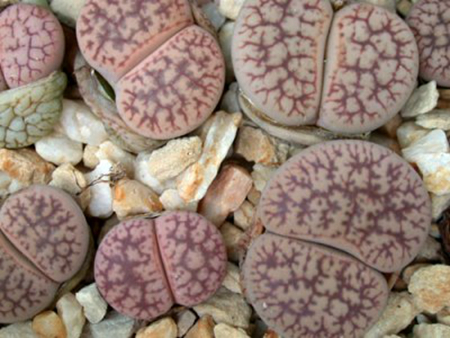 Một loạt các giống lai tạo nhân tạo trong chi Listtone