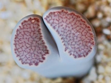 Bà Li bị trói vào bông hoa của hòn đá