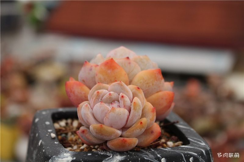 Mười ba hiệu ứng trong vòng tròn mọng nước