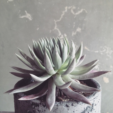 Cúp cổ tích Nubiana