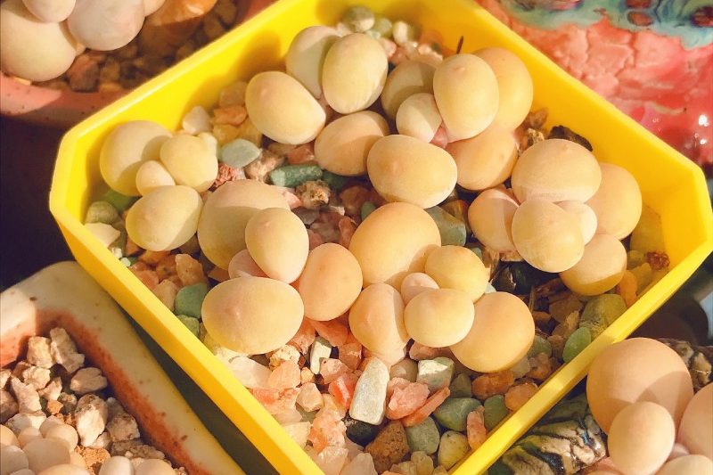 Có lẽ là sữa lòng đỏ trứng của Tao Meiren