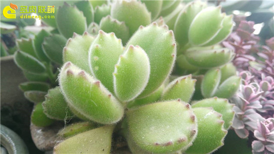 Bạn bè: Câu chuyện về 9 cô gái