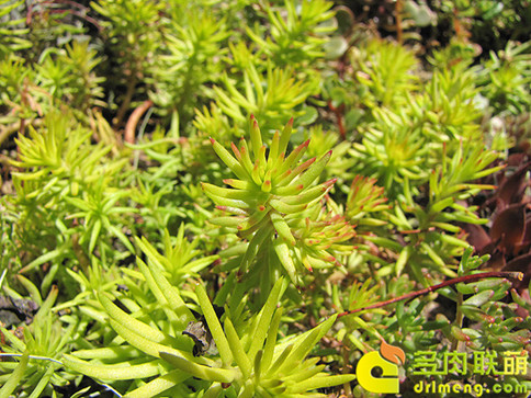 Tuyên truyền của Sedum – Cắt