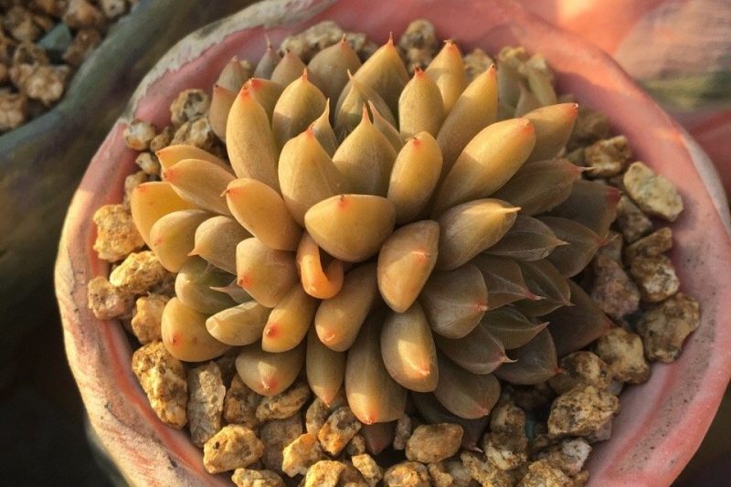 Một tinh vân với màu sắc đa dạng và các hoa văn tối