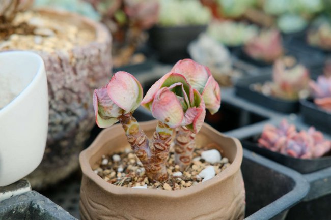 Khuyến nghị các loại mọng nước của các pháp sư. Các phương pháp để định hình các loài mọng nước với các pháp sư (2)