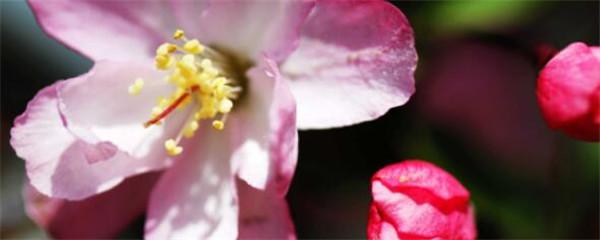 Làm thế nào để nuôi sáp Begonia? Giải thích về phương pháp nhân giống của sáp Begonia