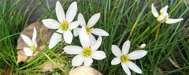 Ý nghĩa của ngôn ngữ hoa lan hành tây là gì? Phân tích đầy đủ về canh tác và bảo trì hoa lan