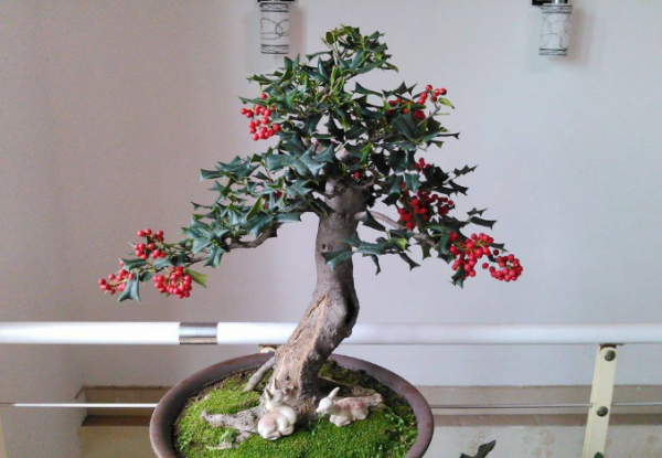 Làm thế nào để cắt tỉa cây cảnh trong cây Wolfberry? Giải thích chi tiết về việc bảo trì hàng ngày của cây bonsai cây wolfberry