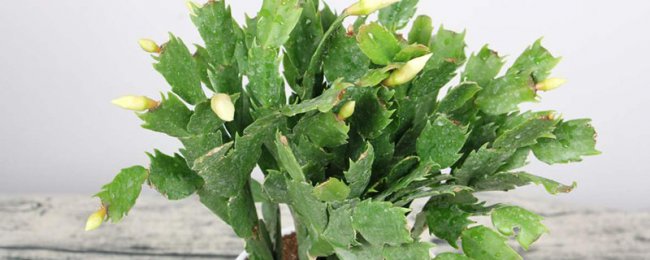 Phải làm gì nếu những nụ hoa lan cua cua rơi ra? Mẹo bảo trì hoa lan cua cua trong thời kỳ ra hoa