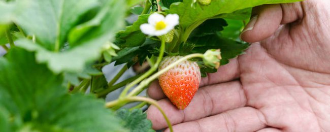 Gia đình Soillness Strawberry Technology Strawberry Strawberry Soill N tác chiến lược trồng trọt và bảo trì