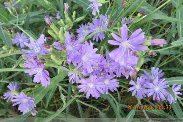 Rau đắng hoa màu tím được gọi là ở khu vực nông thôn là gì? Tại sao rau đắng màu tím thường được biết đến ở khu vực nông thôn?