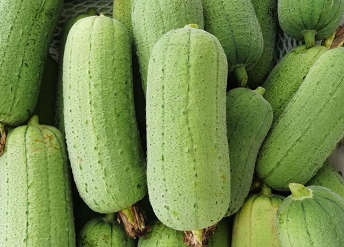 Quá trình tăng trưởng của loofah quá trình tăng trưởng của loofah