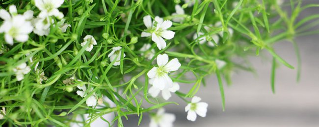 Thời gian ra hoa của các ngôi sao treo kéo dài bao lâu? Thuật ngữ ra hoa tượng trưng cho những ngôi sao treo?