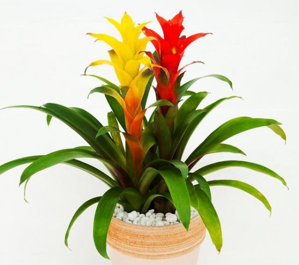 Làm thế nào để nâng cao may mắn trong tài sản đỏ? Làm thế nào để nâng cao may mắn trong vận may đỏ
Làm thế nào để giữ vận may của bạn trong một thời gian dài