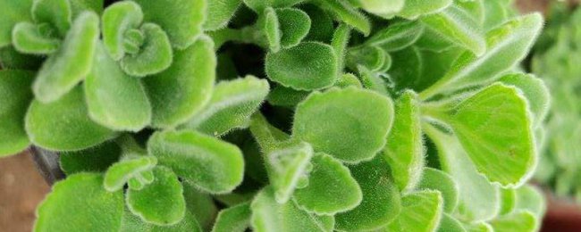Làm thế nào để nuôi trọng nhang? Phân tích đầy đủ các kỹ thuật bảo trì nhang nhang