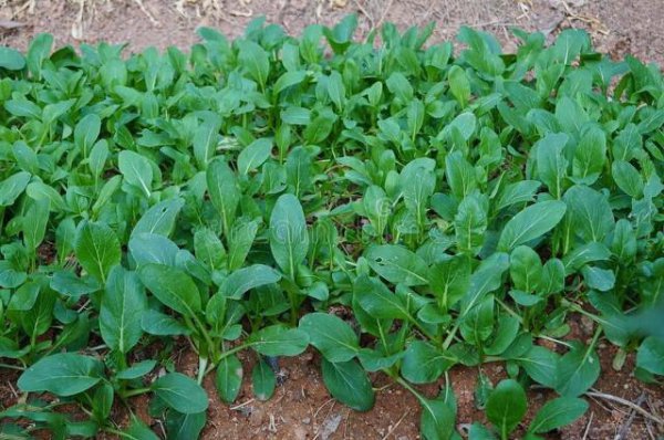 Những loại rau phù hợp để trồng phân gà? Trồng rau thích hợp để thụ tinh phân gà