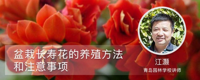 Toàn bộ quá trình bảo trì hoa tuổi thọ và chia sẻ các kỹ thuật mở rộng thời kỳ ra hoa