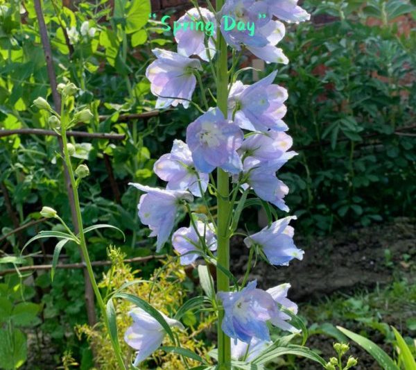 Khi nào là thời điểm tốt nhất để gieo hạt giống nuốt bay? Khi nào là thời điểm tốt nhất để gieo hạt giống nuốt bay?